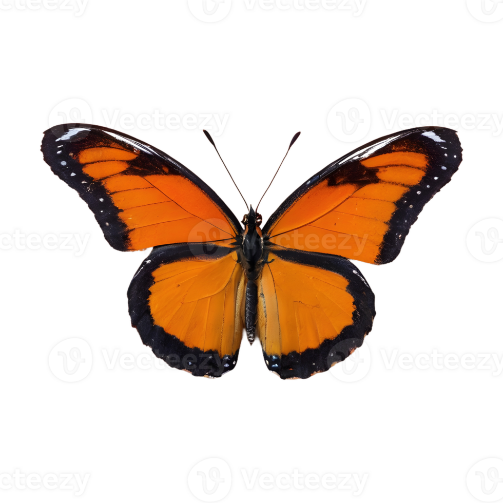 AI generated Orange and black butterfly isolated png