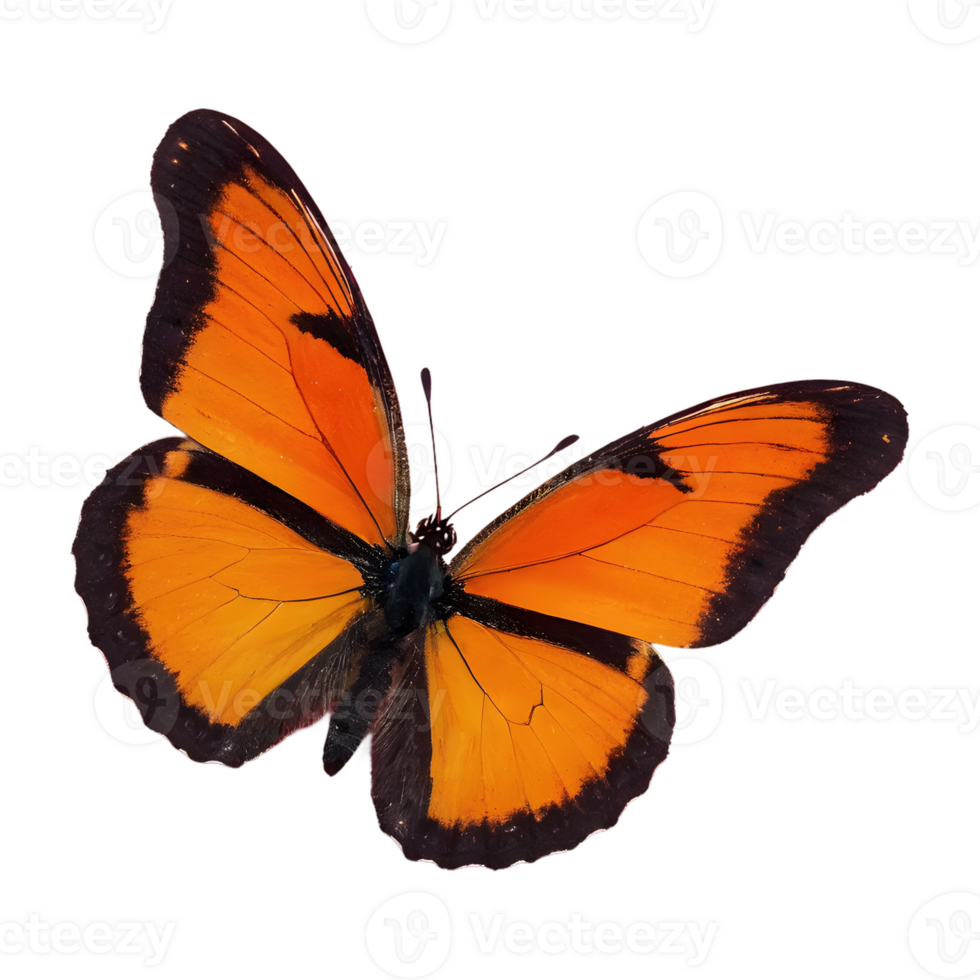 AI generated Orange and black butterfly isolated png