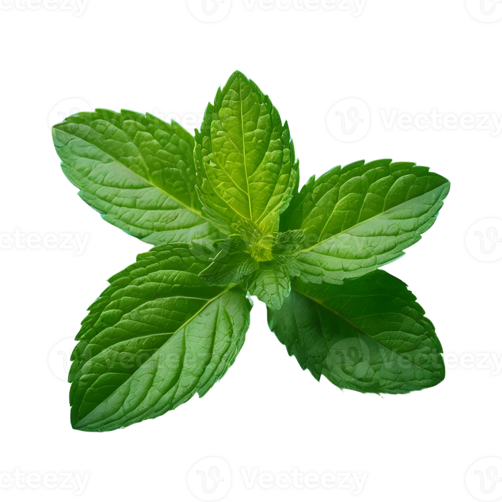 AI generated Mint in green on transparent background isolated png