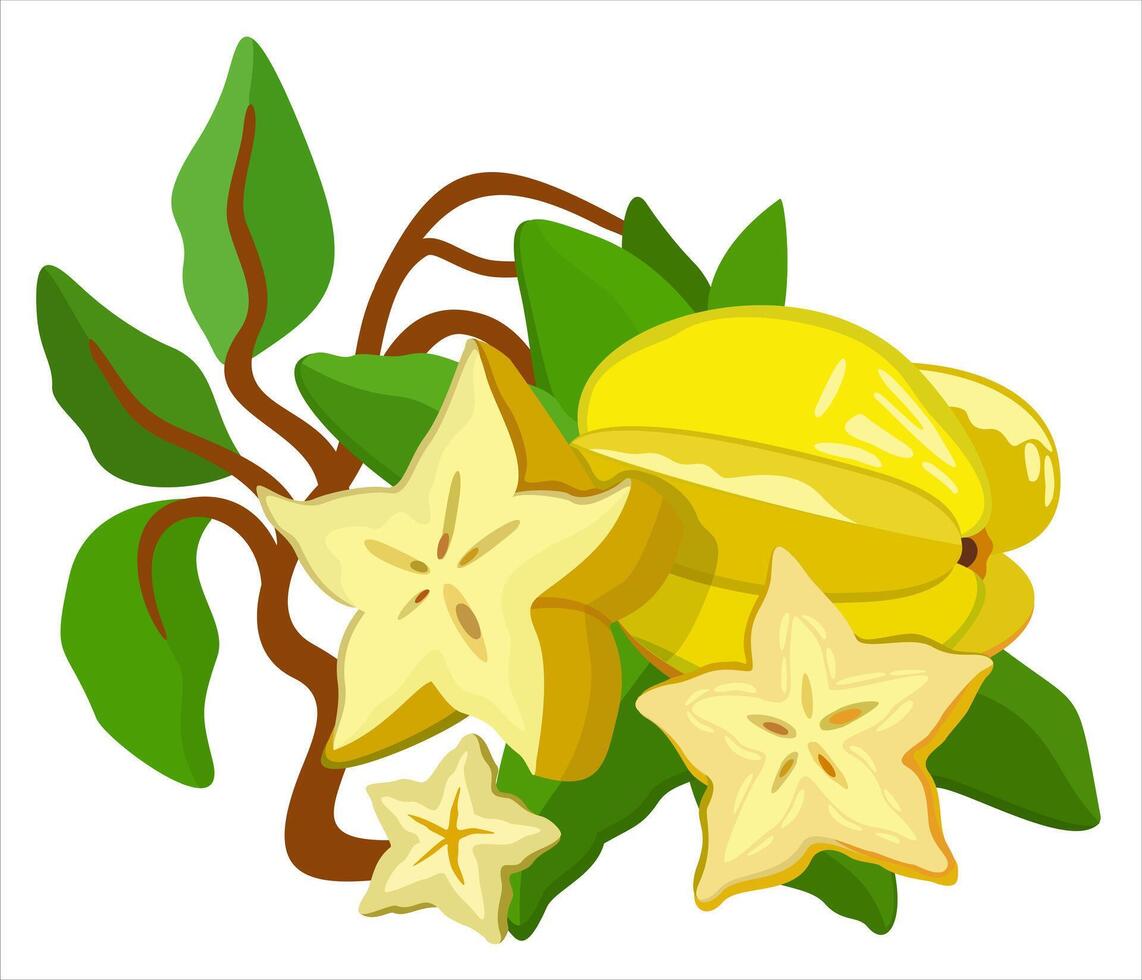 Carambola fruit on branch with leaves. Starfruit vector isolated