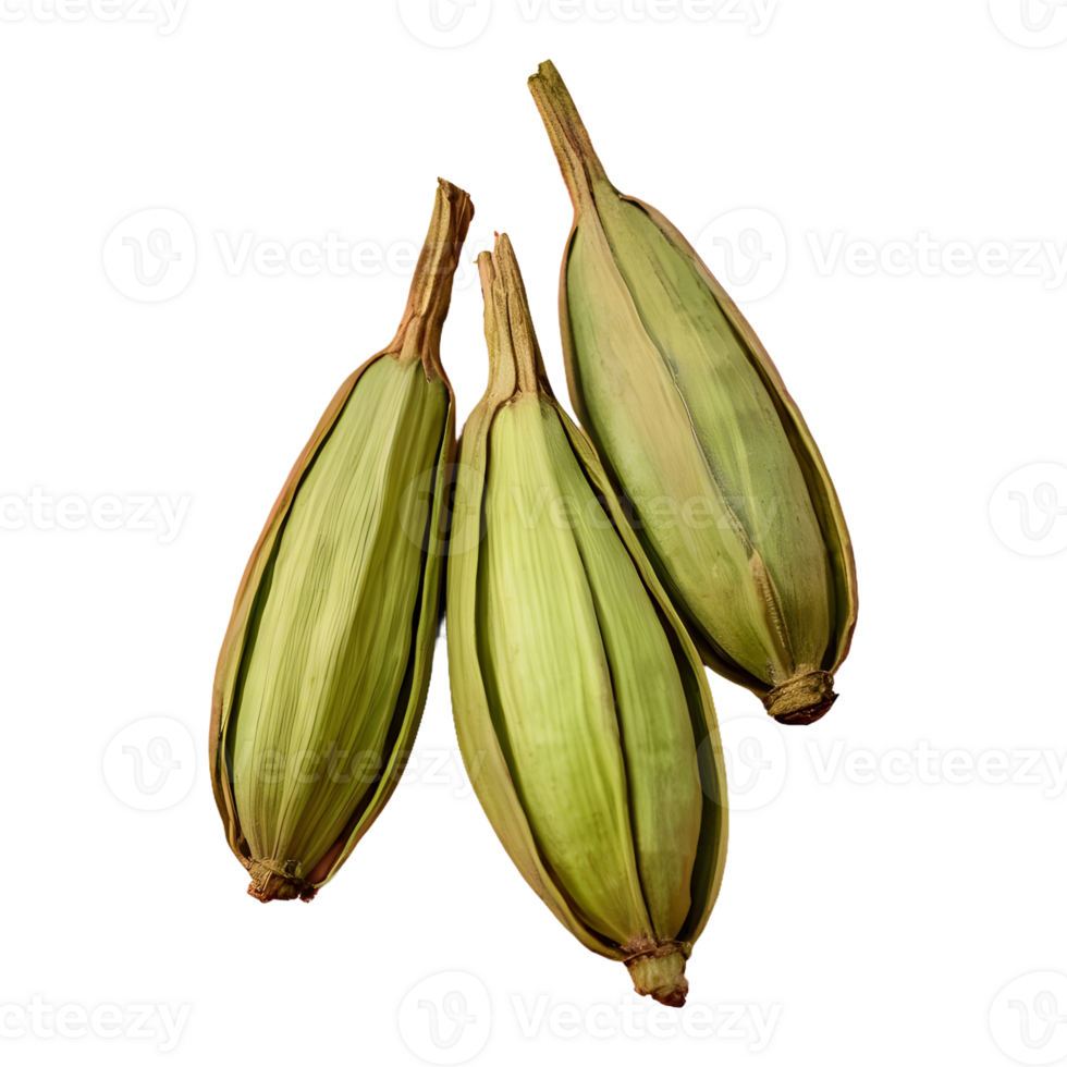 AI generated Three cardamom pods on transparent background isolated png