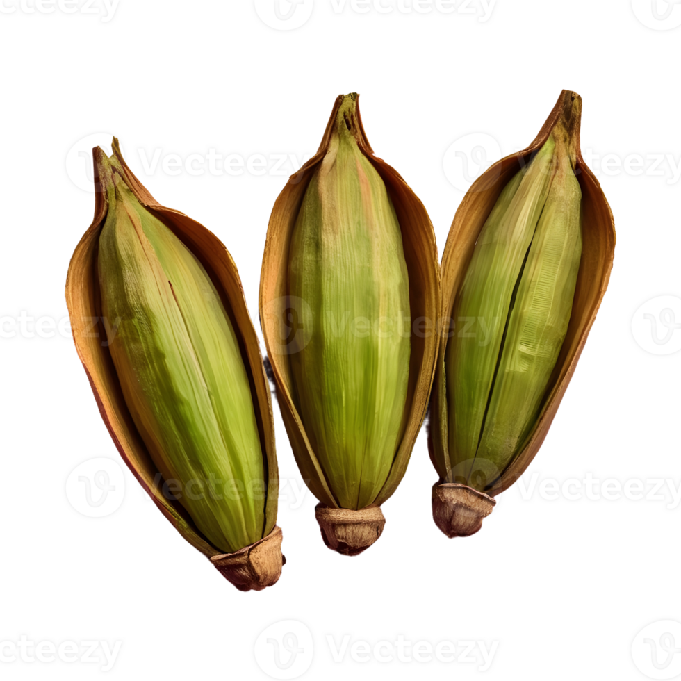 AI generated Three cardamom pods on transparent background isolated png