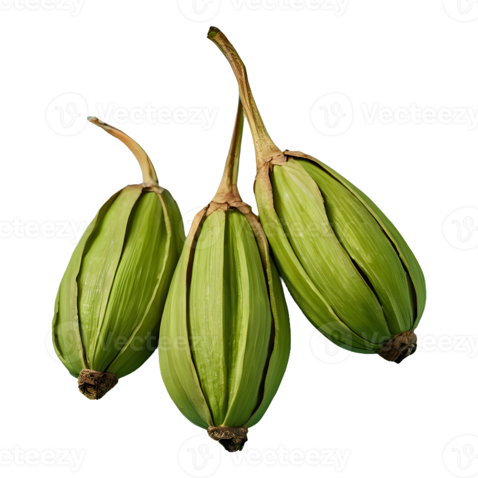 AI generated Three cardamom pods on transparent background isolated png