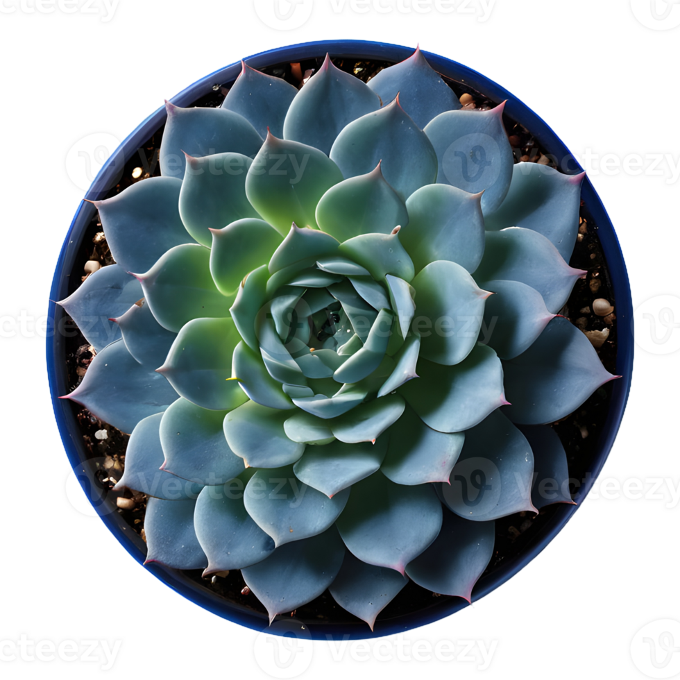AI generated Classic blue succulents isolated as png clip art with a deep blue swatch for print and web design in the color of the year isolated
