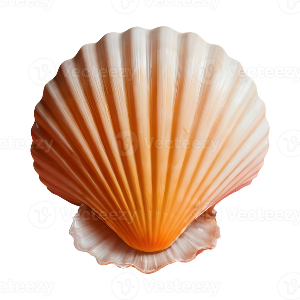 AI generated Transparent background with shells isolated png