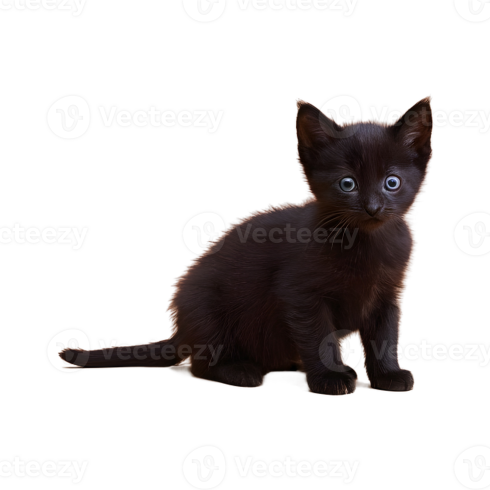 AI generated Lonely little black kitten isolated png