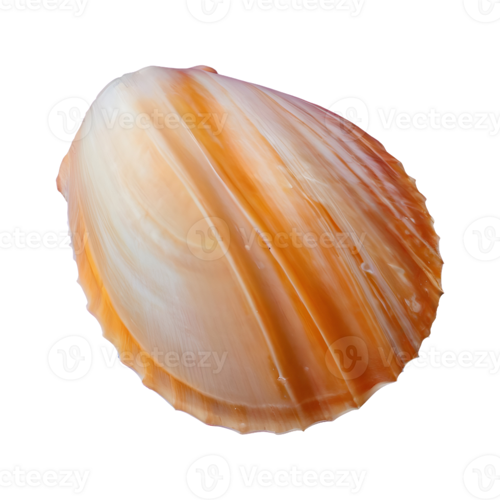 AI generated Transparent background with shells isolated png