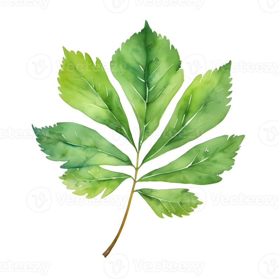 AI generated Colorful watercolor depiction of a green rowan leaf on transparent background isolated png