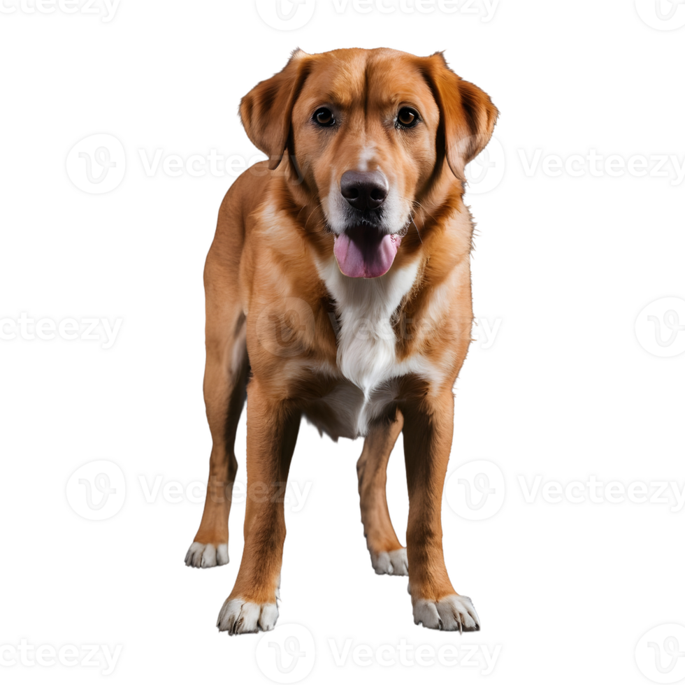 AI generated An aged canine standing on dark surface isolated png