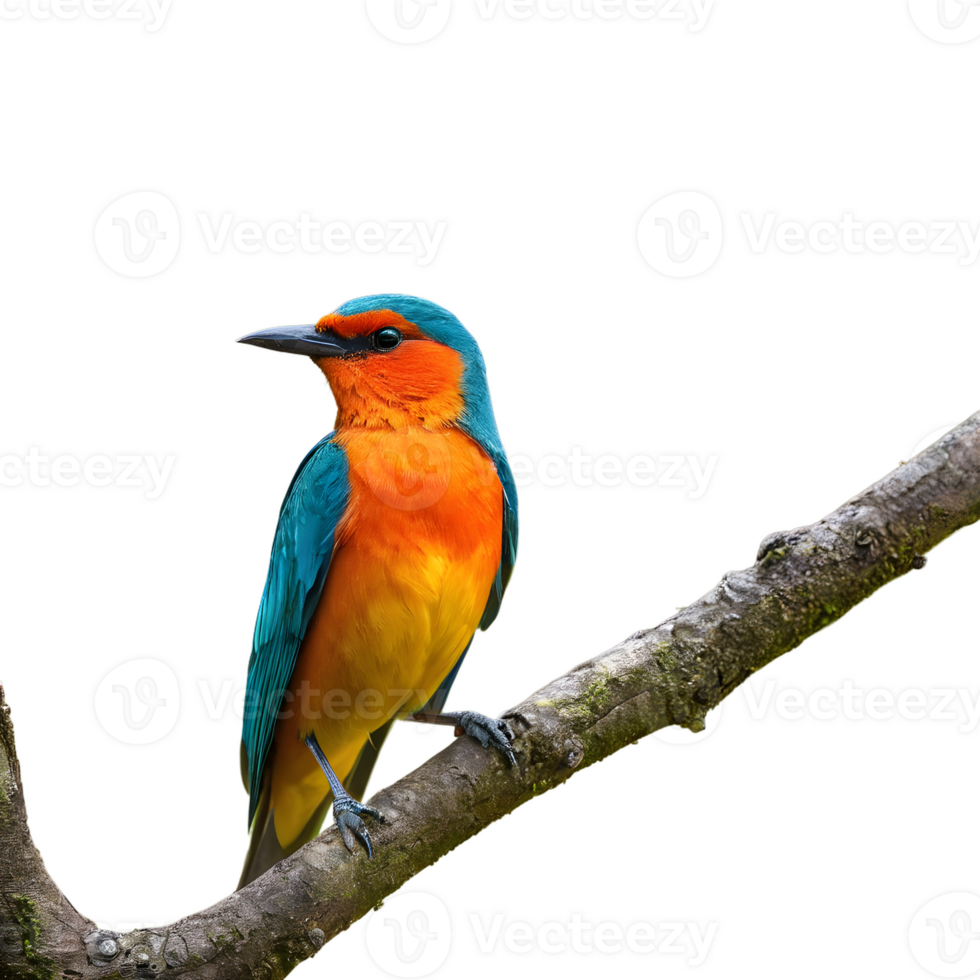 AI generated Solitary vibrant bird perched on the tree isolated png