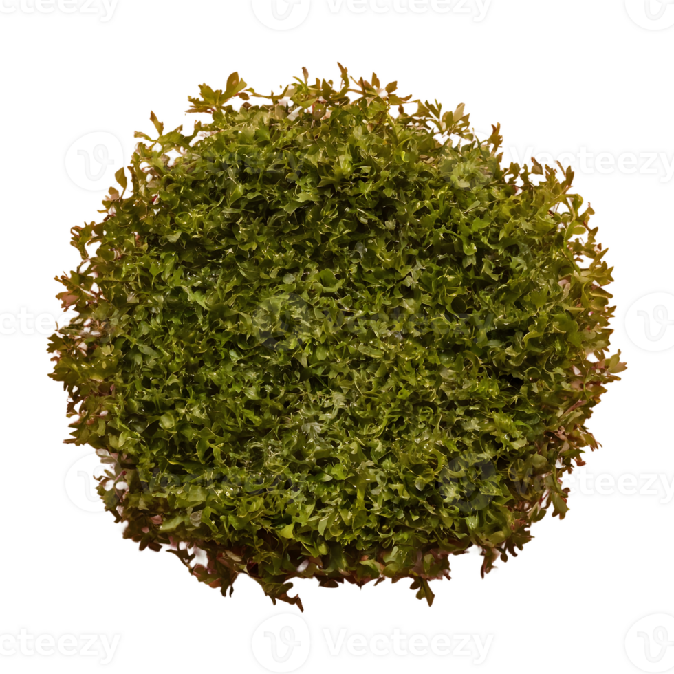 AI generated Seaweed against transparent background isolated png