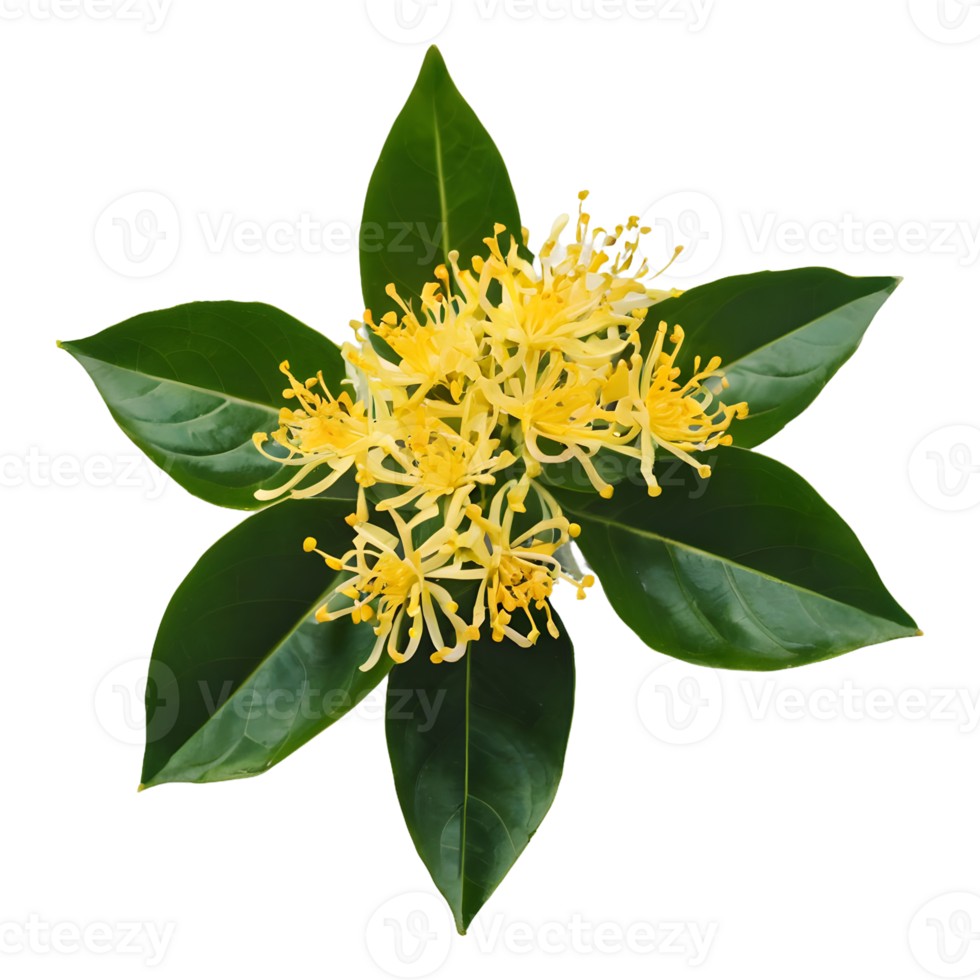 AI generated Sweet osmanthus blooms on transparent background isolated png