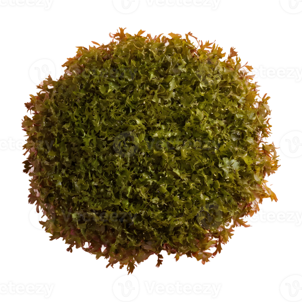 AI generated Seaweed against transparent background isolated png