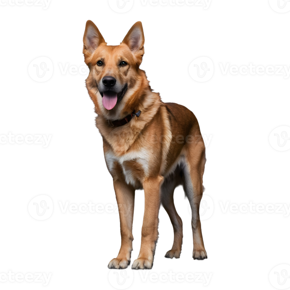 AI generated An aged canine standing on dark surface isolated png