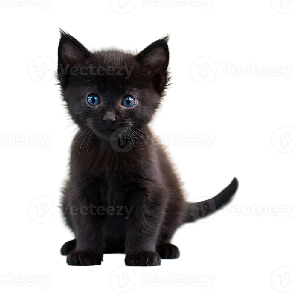 AI generated Lonely little black kitten isolated png