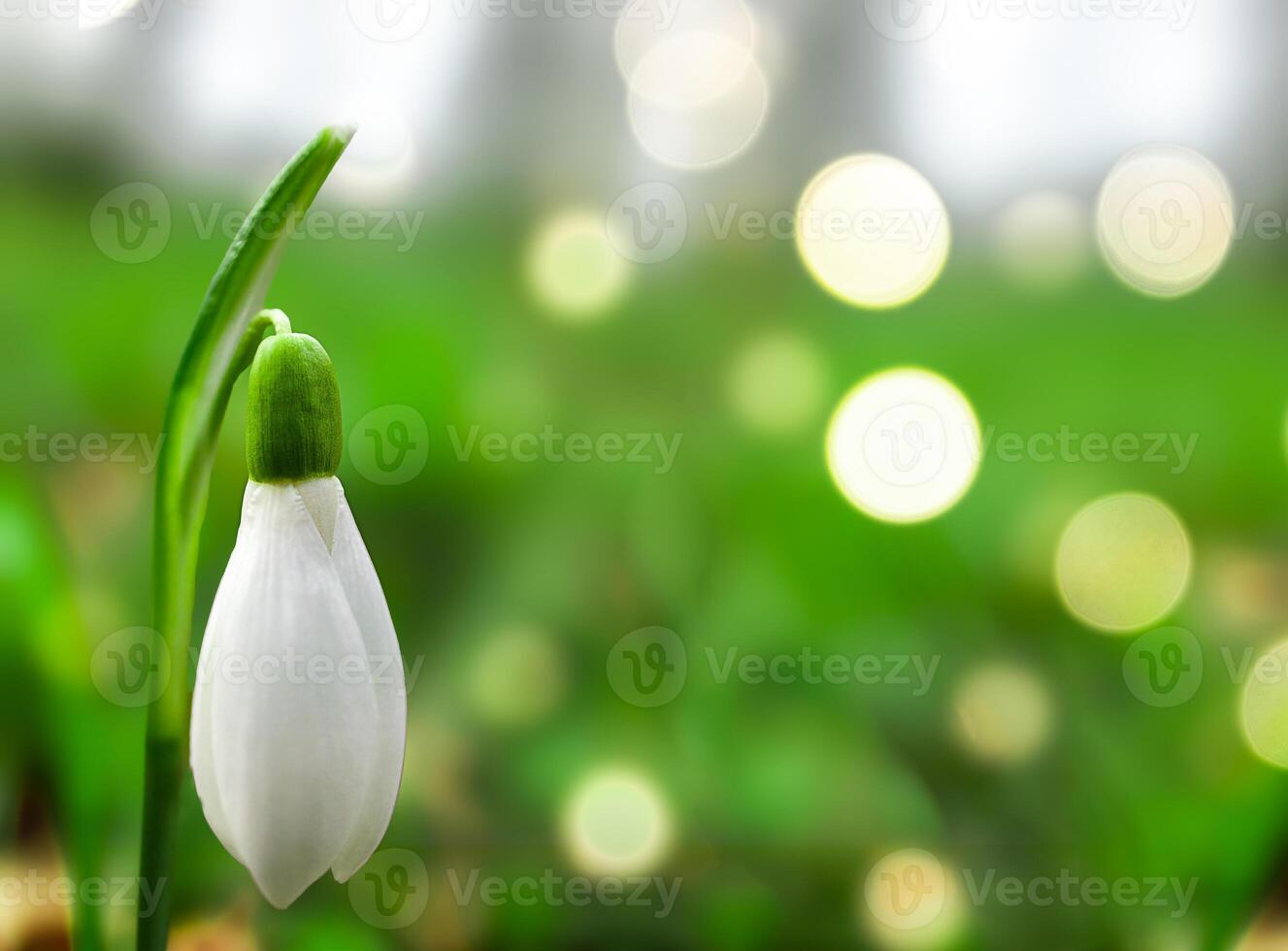Close-Up of a Delicate Snowdrop Bloom in a Lush Garden During Early Spring photo