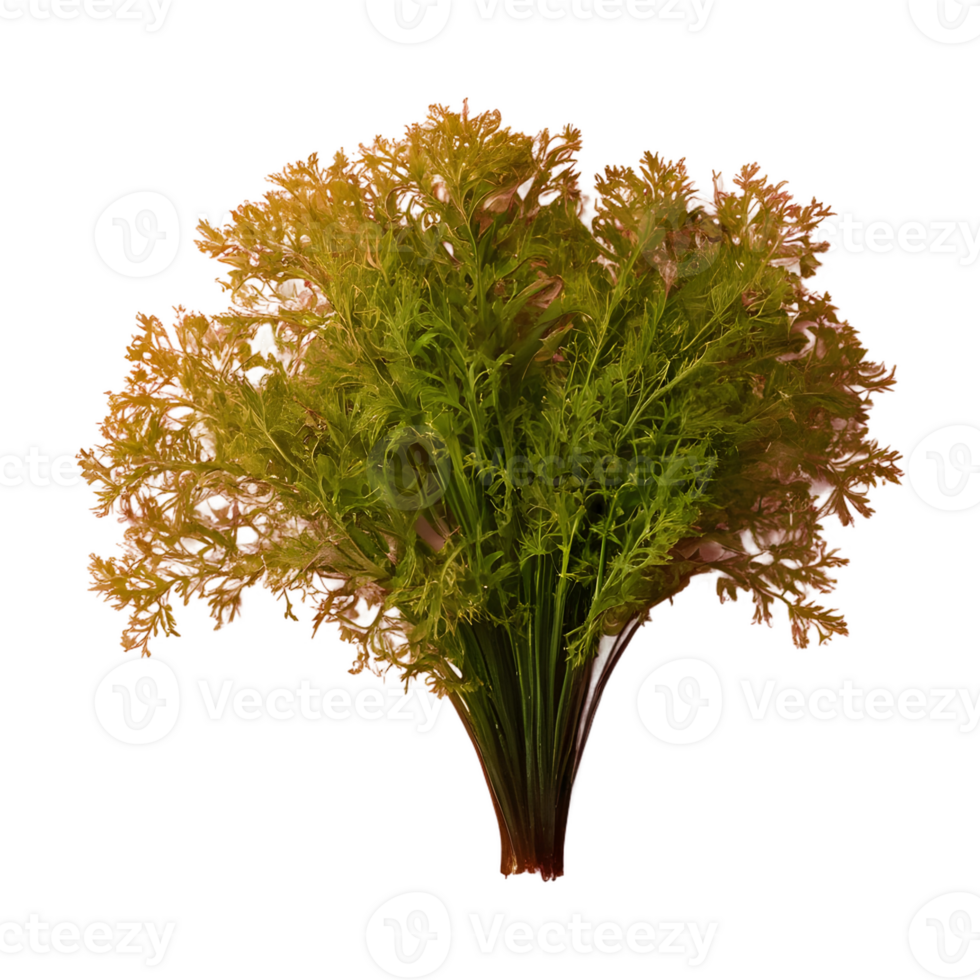 AI generated Seaweed against transparent background isolated png