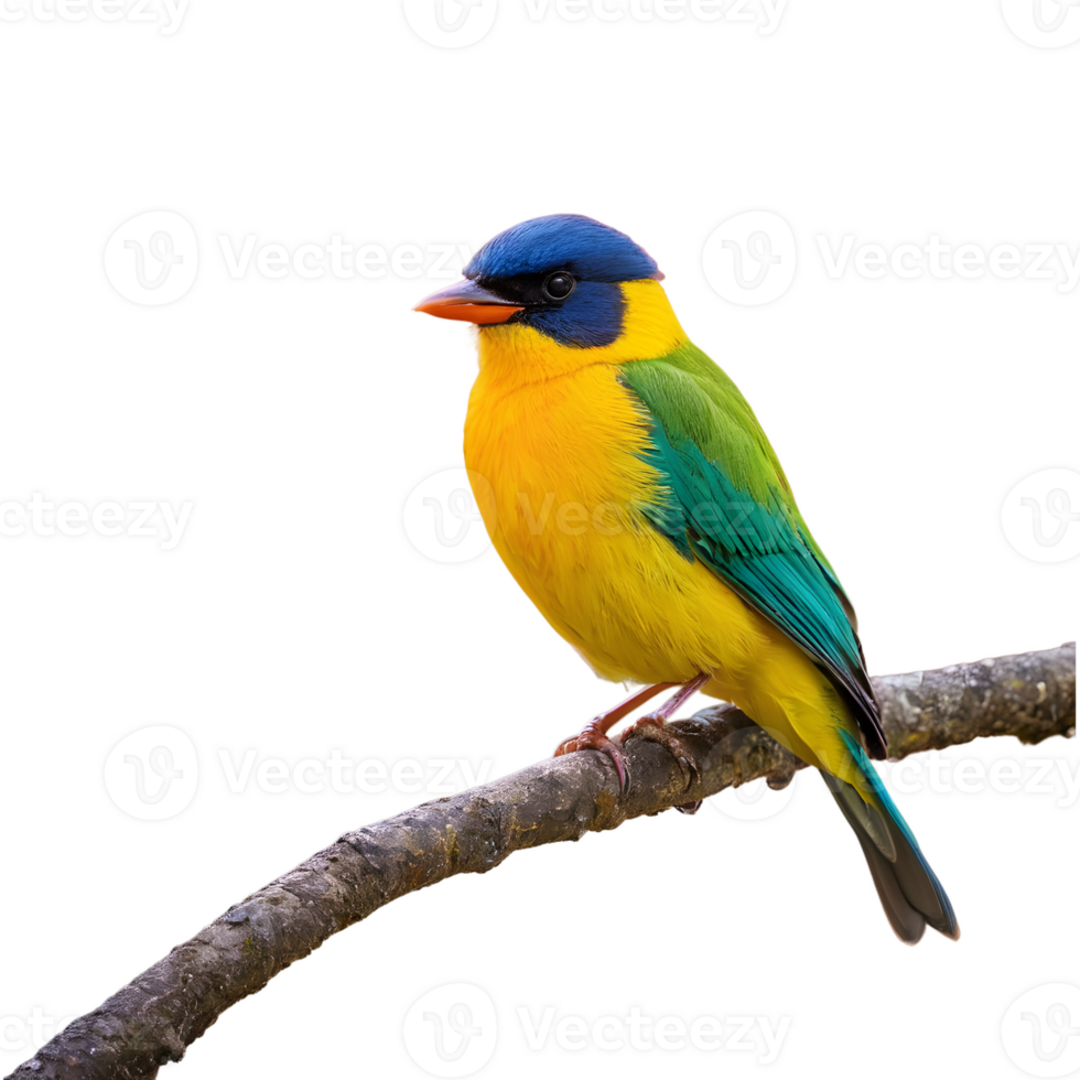 AI generated Solitary vibrant bird perched on the tree isolated png