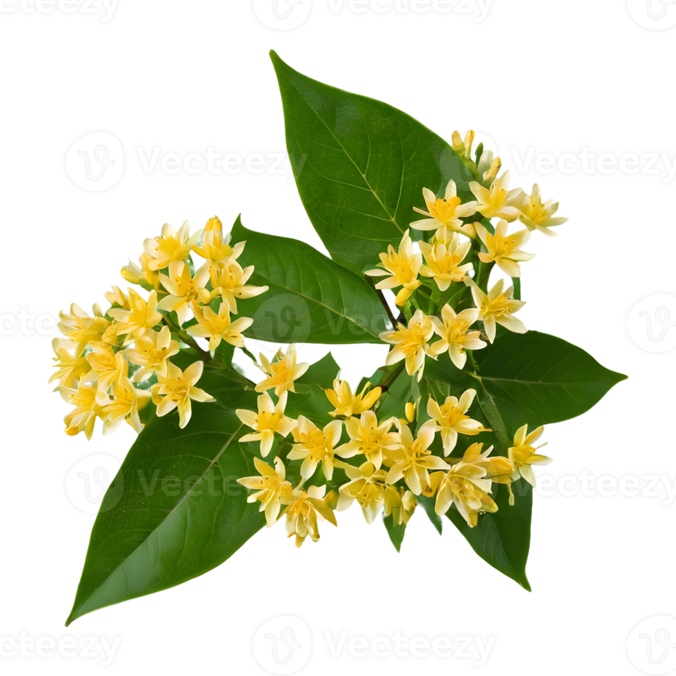 AI generated Sweet osmanthus blooms on transparent background isolated png