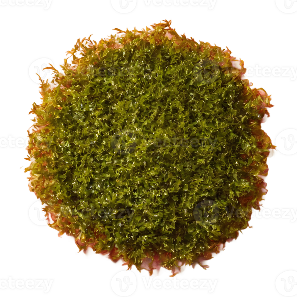 AI generated Seaweed against transparent background isolated png