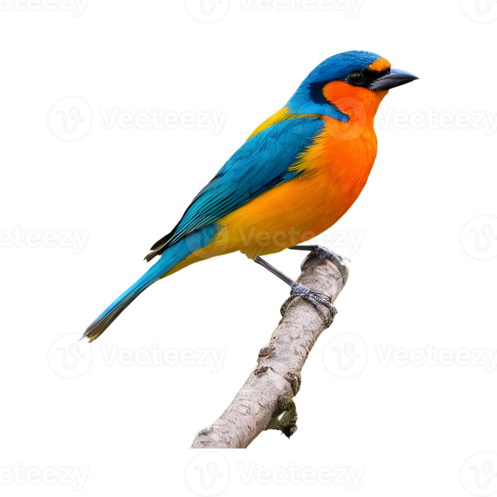 AI generated Solitary vibrant bird perched on the tree isolated png