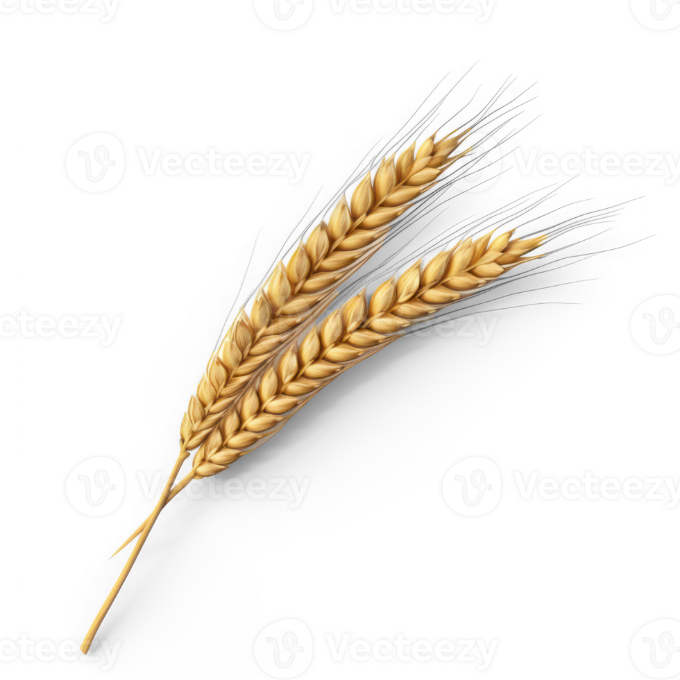AI generated realistic wheat ear on transparent background png