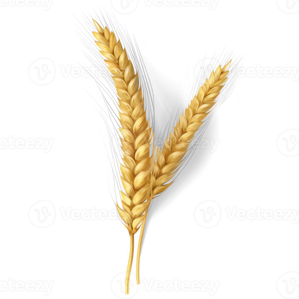 AI generated realistic wheat ears on a transparent background png