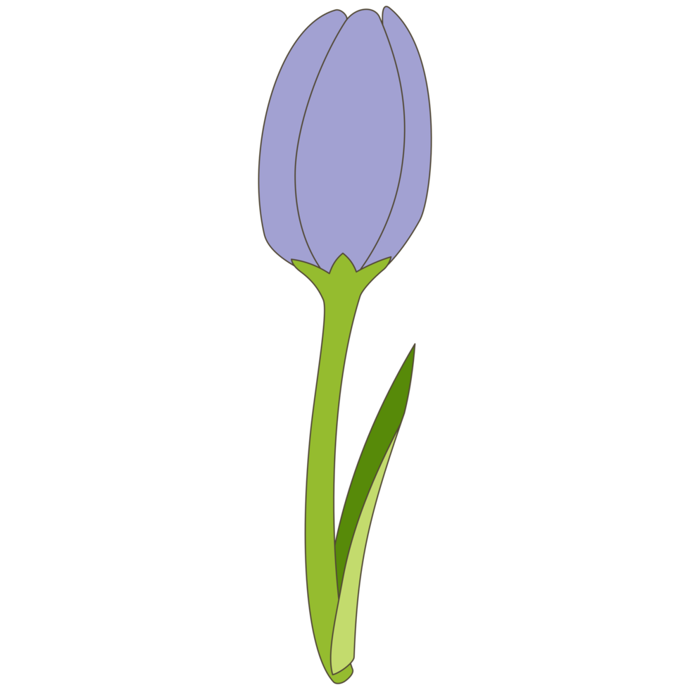 A tulip PNG transparent background in a spring hand-drawn minimal floral concept, illustration