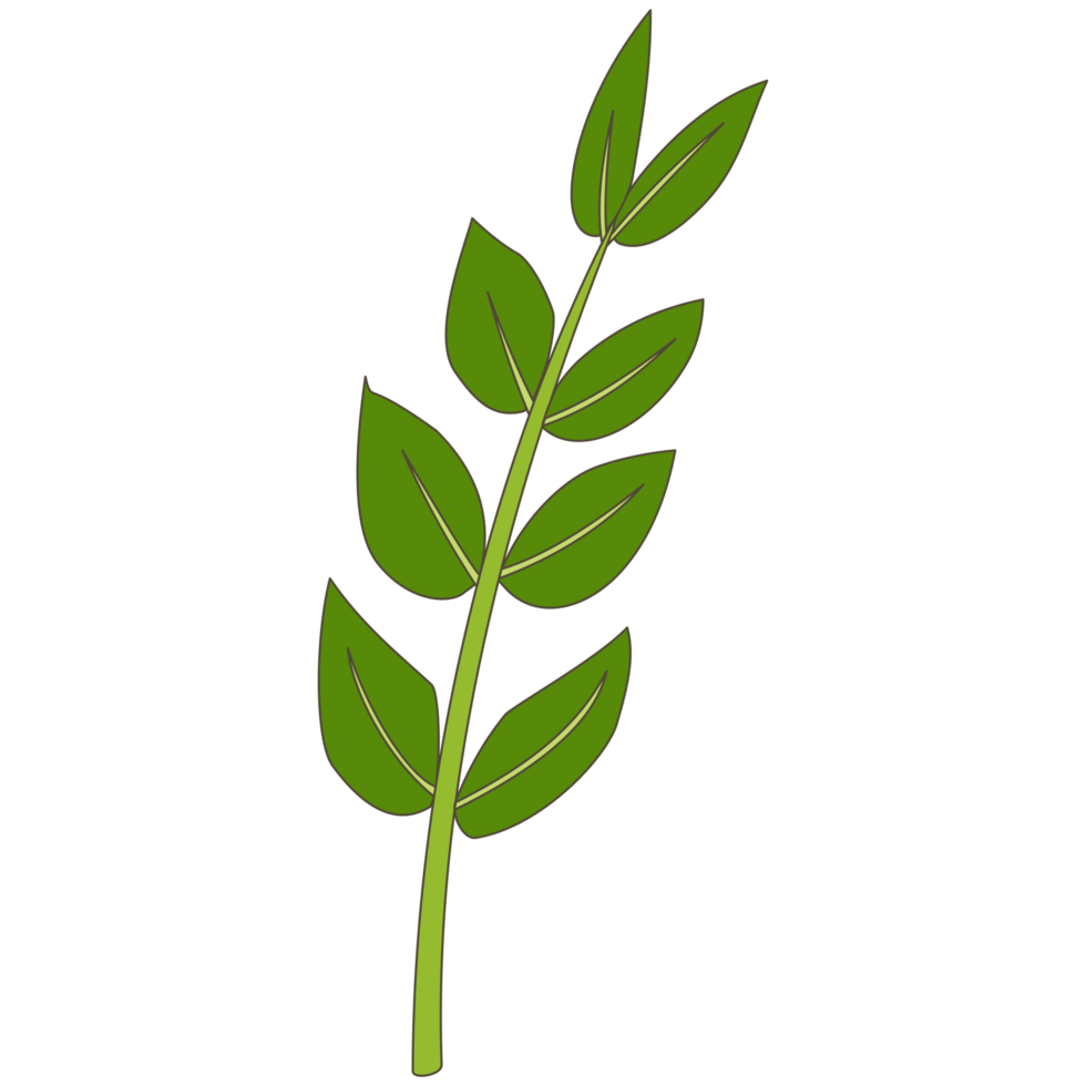 A tree branches and leaves PNG transparent background in a spring hand-drawn minimal floral concept, illustration