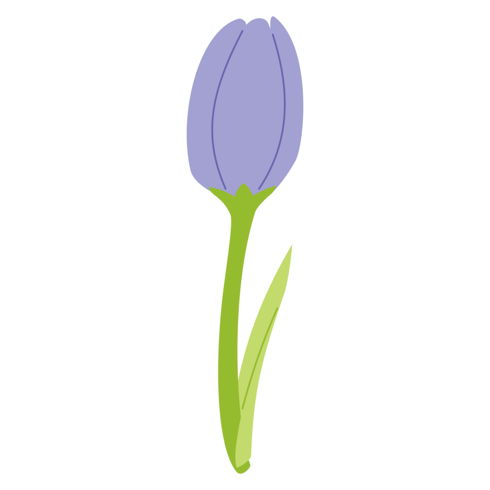 A tulip PNG transparent background in a spring minimal shape floral concept, illustration