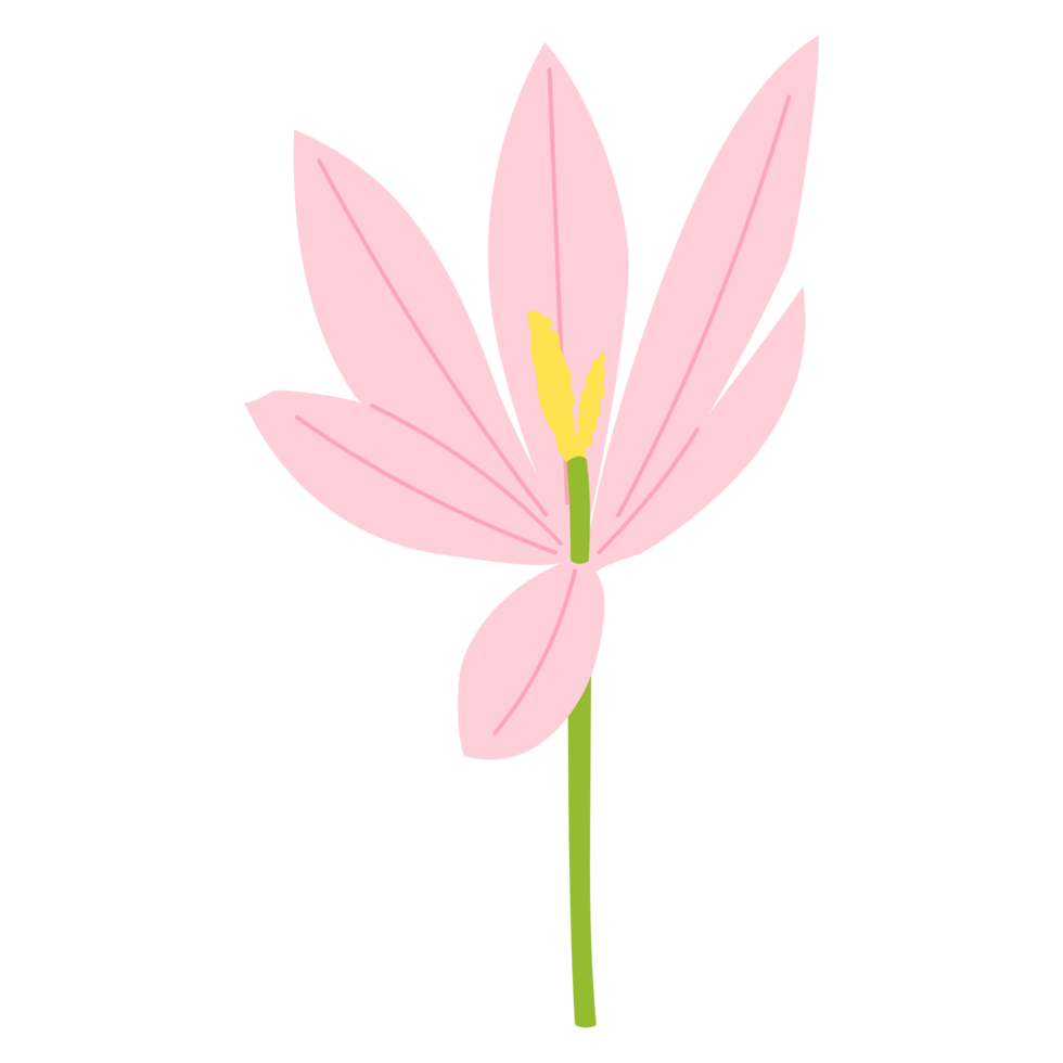 A crocus PNG transparent background in a spring minimal shape floral concept, illustration