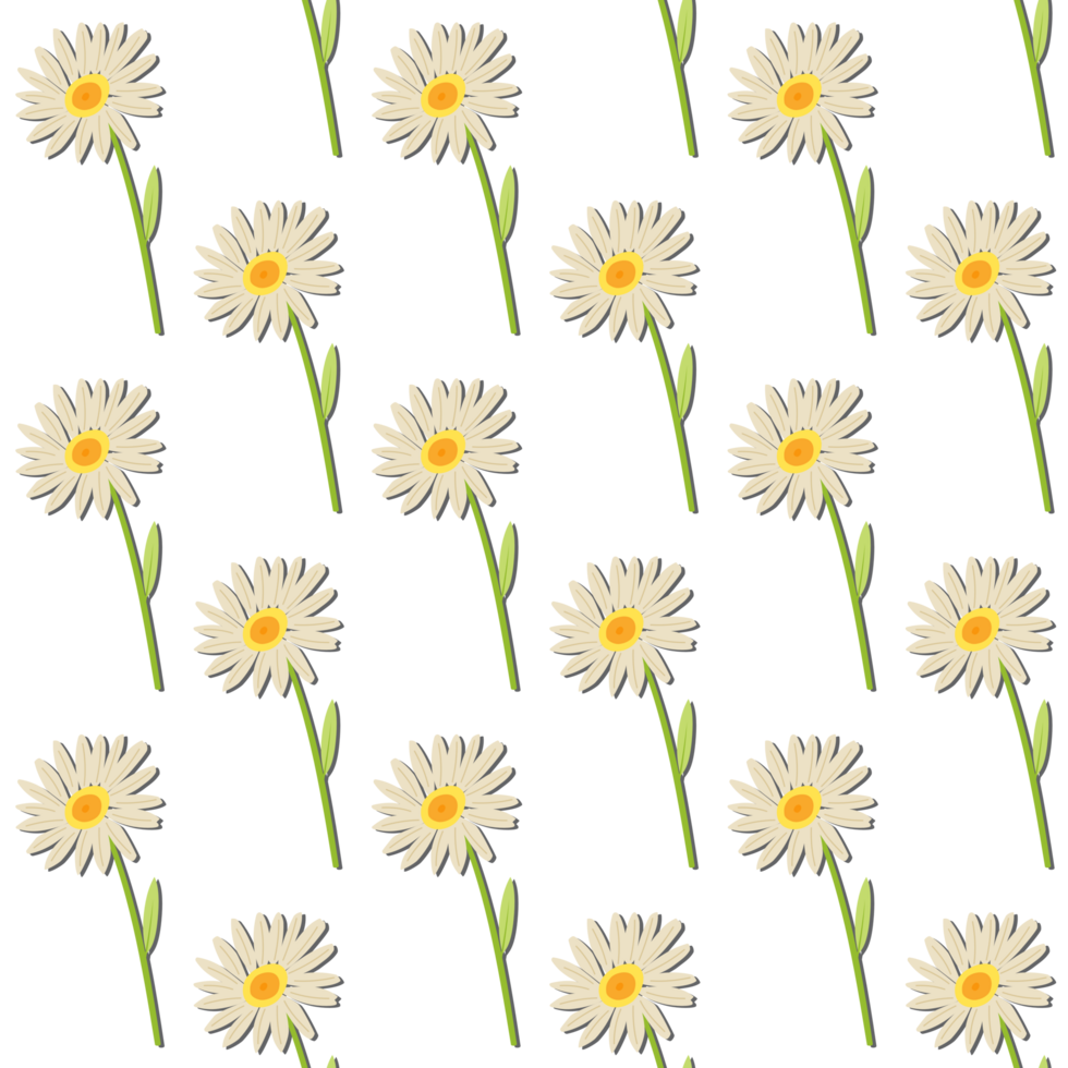 A seamless pattern of daisy PNG transparent background in a spring minimal floral concept, illustration