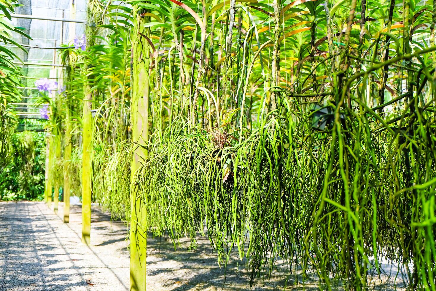 Orchid farm of Beautiful orchid root on green nature ,selective focus photo