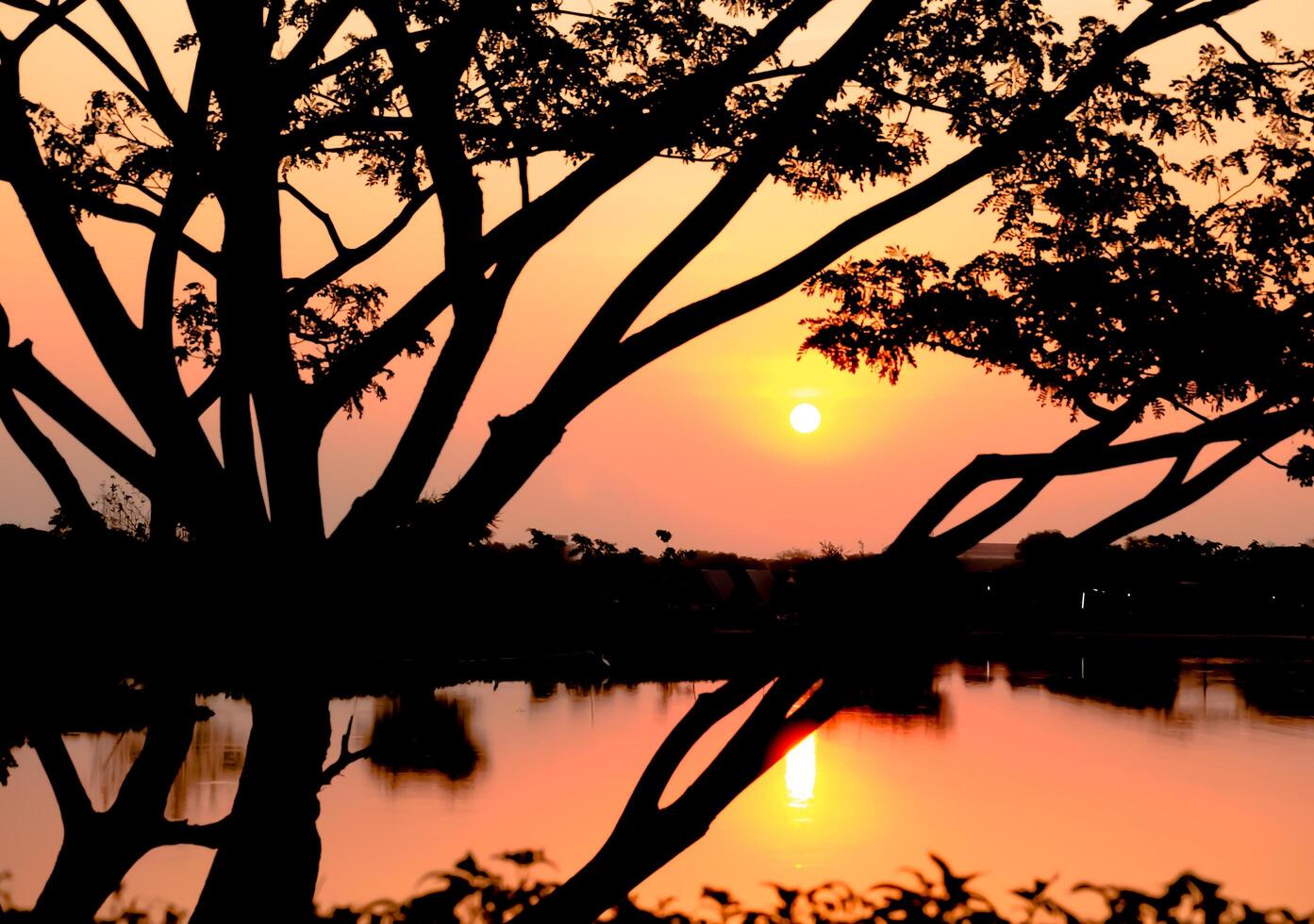 Silhouette of the branches tree on the sunset reflects the water in the lake. photo