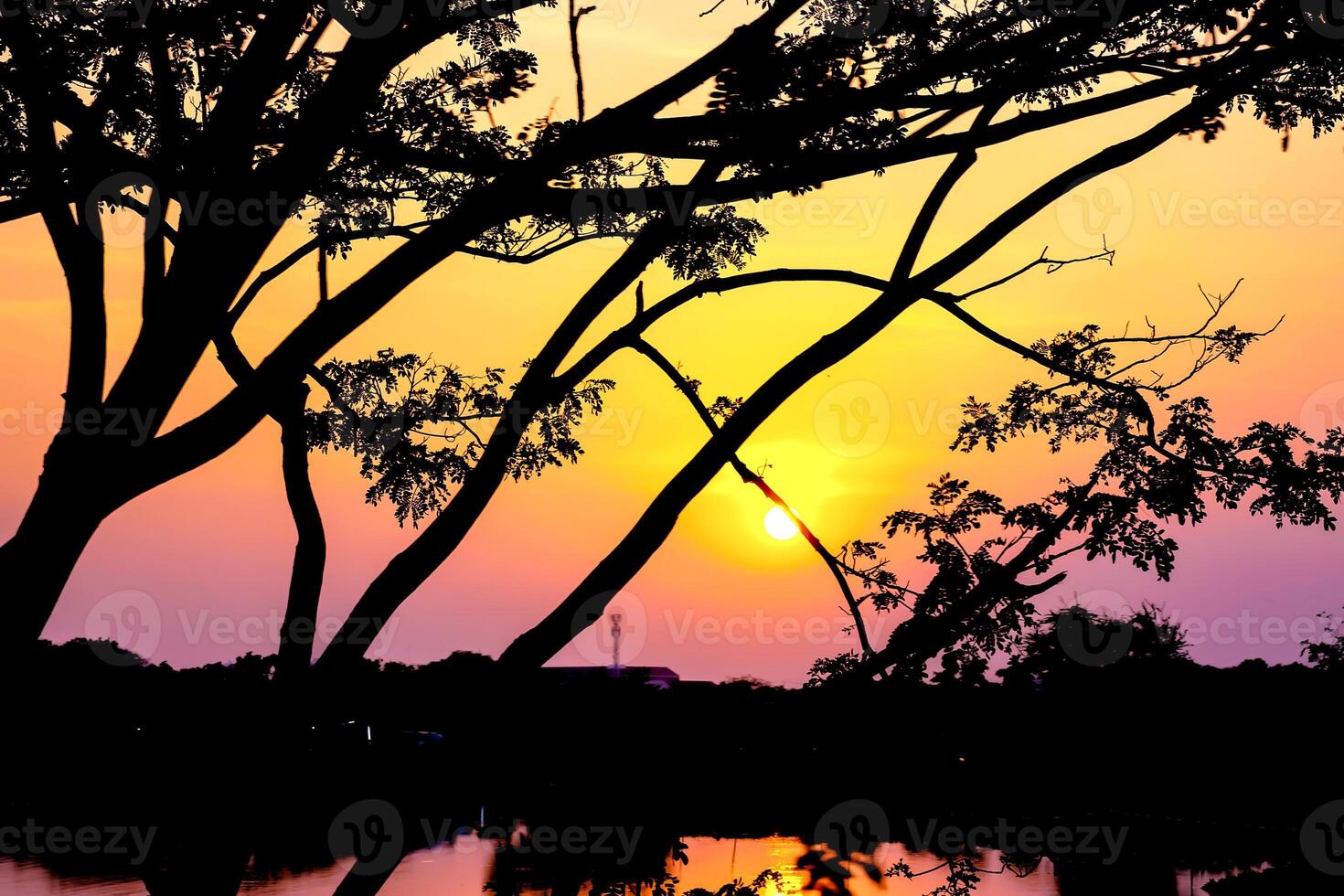Silhouette of the branches tree on the sunset reflects the water in the lake. photo
