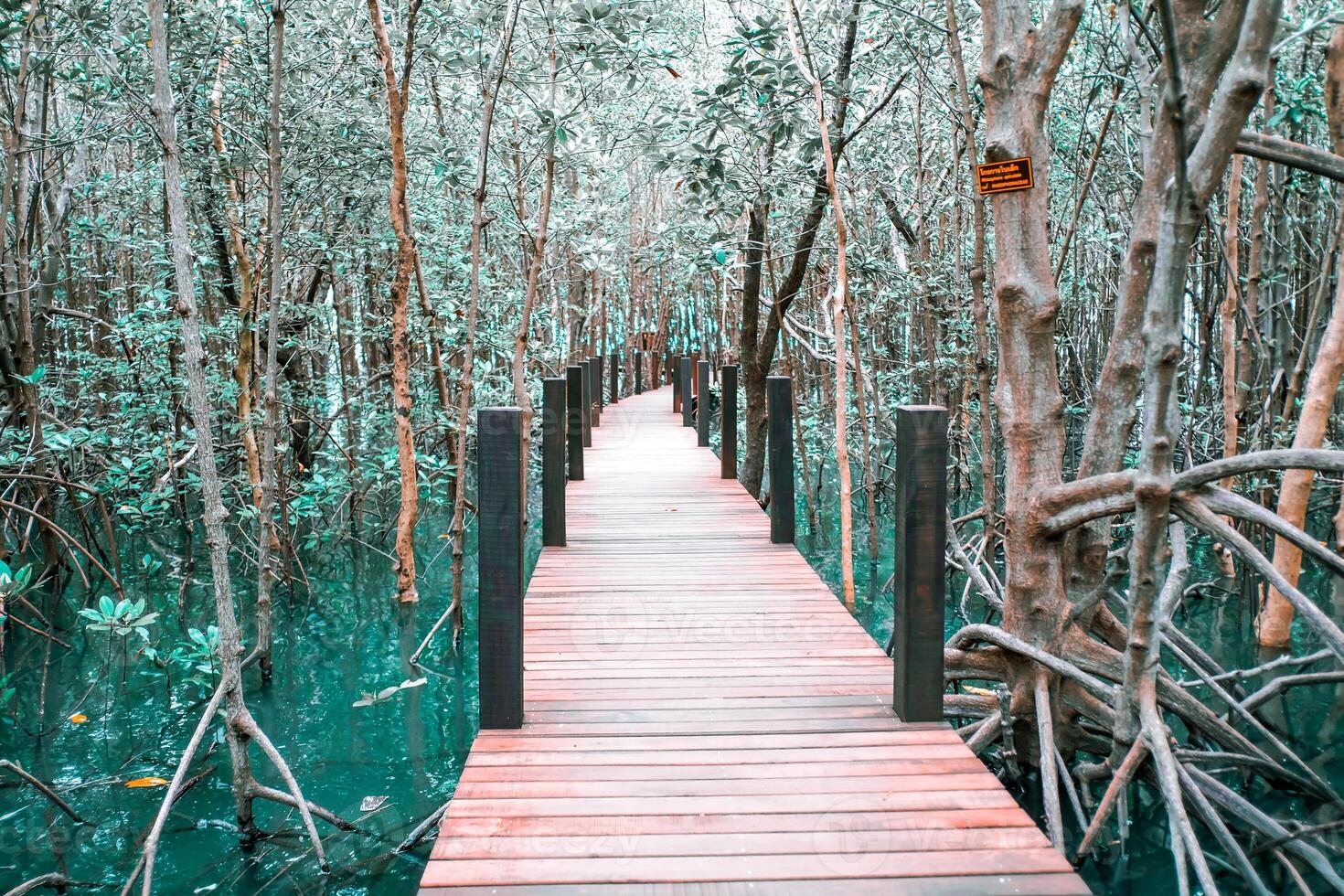 wooden bridge for walkway In the mangrove nature study path forest photo