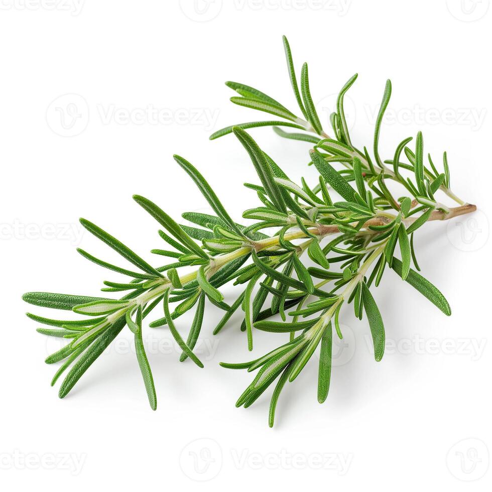 AI generated A sprig of fresh rosemary isolated on a transparent background photo