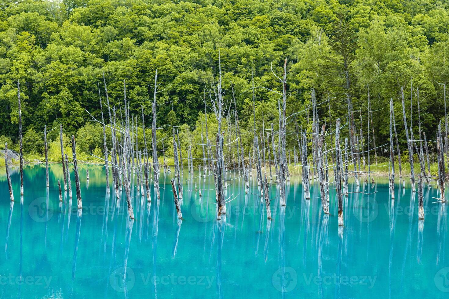 Scenery of Biei Blue Pond in Hokkaido, Japan photo