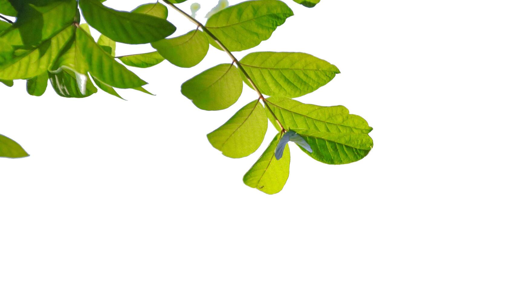 Tree top leaves Tropical Jungle Leaf isolated with clipping paths photo
