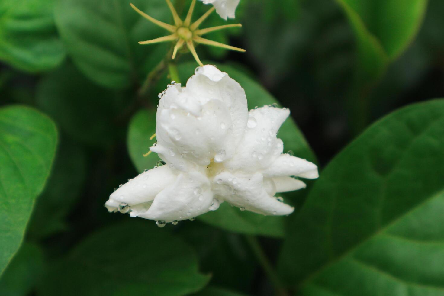Jasmine tea flower, arabian jasmine, jasminum sambac photo