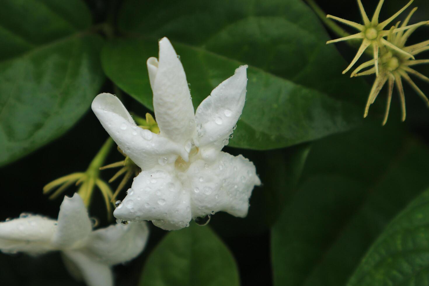 jazmín té flor, árabe jazmín, Jasminum sambac foto