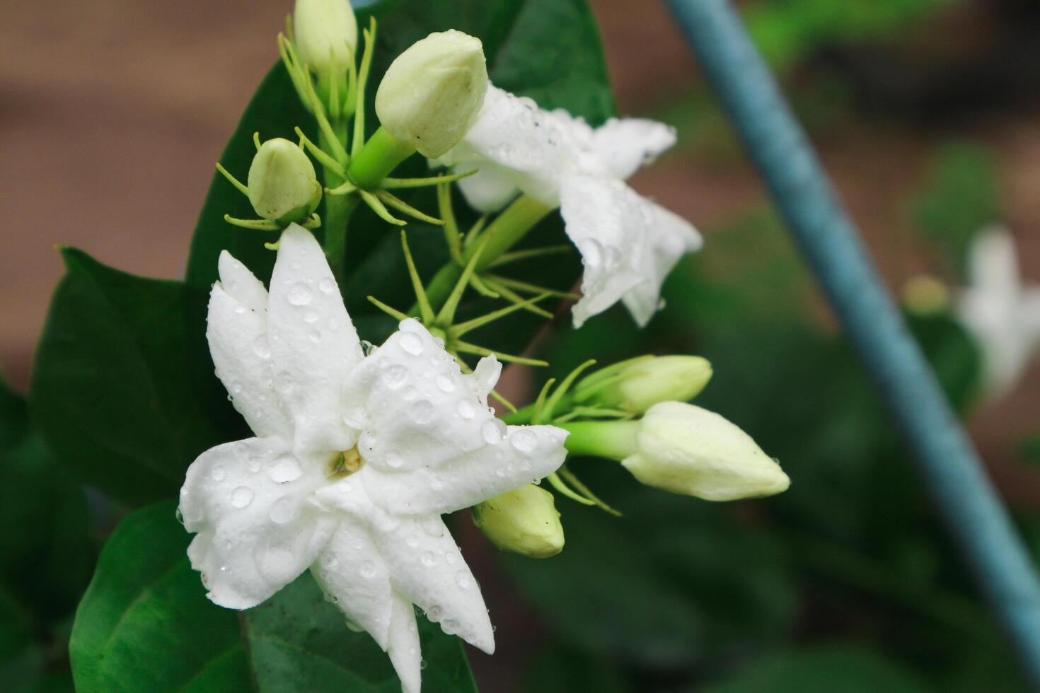 Jasmine tea flower, arabian jasmine, jasminum sambac photo