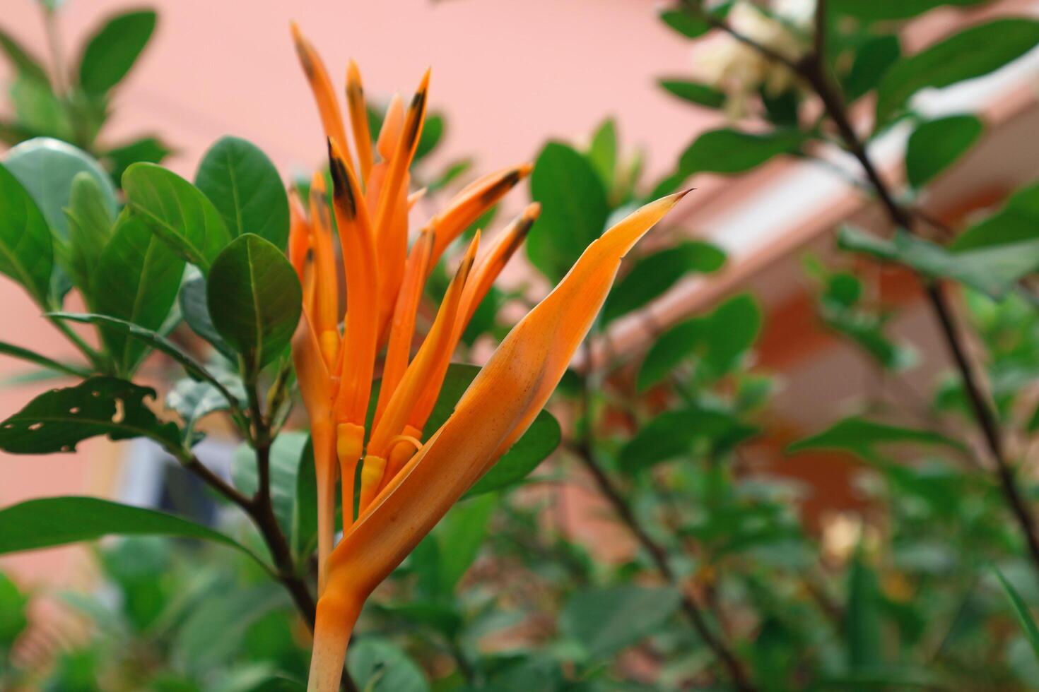 Yellow flowers Heliconia psittacorum or parrot's beak, parakeet flower, parrot's flower, false bird-of-paradise decorative in the garden photo