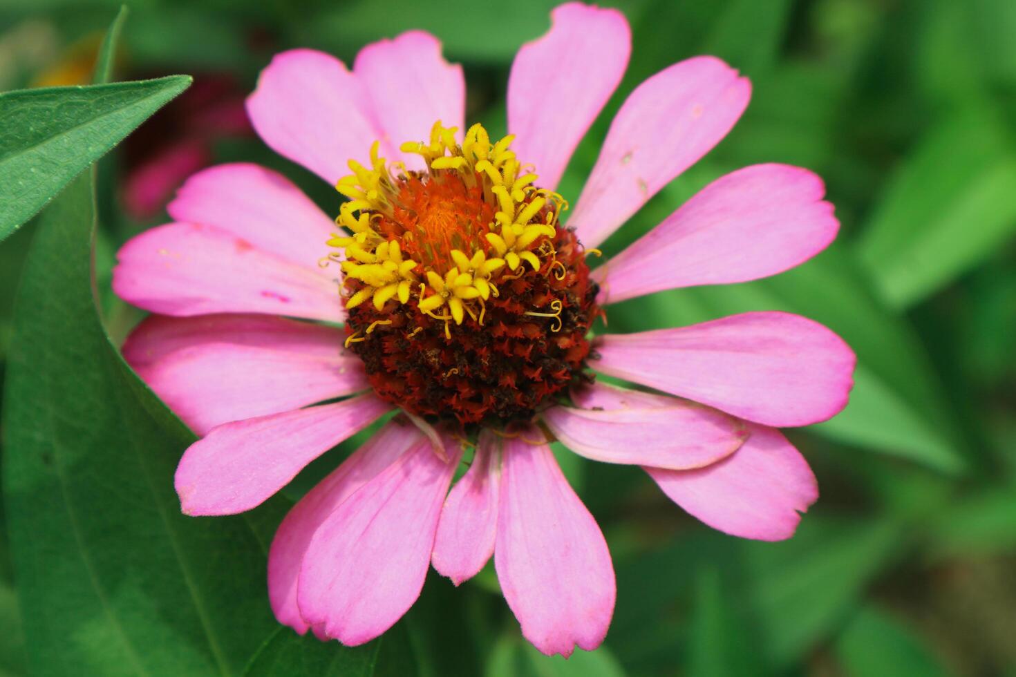 rosado flor de peruano zinnia , salvaje zinnia planta o zinnia peruana, miembro de el asteraceae familia foto