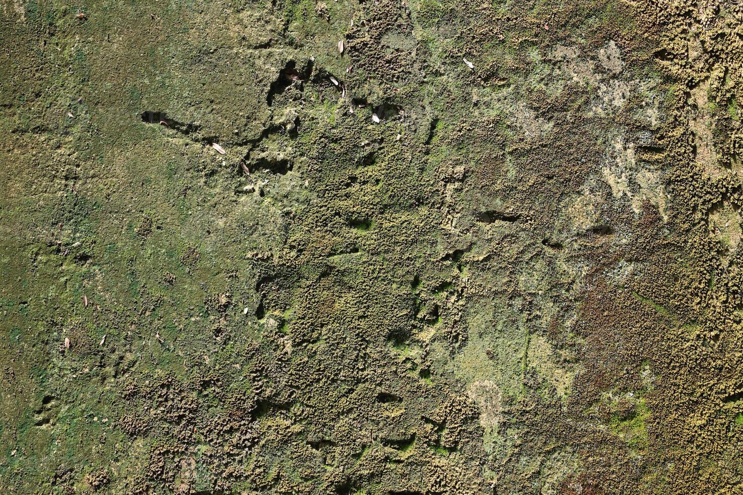 Grunge textured background with green moss on the old wall photo