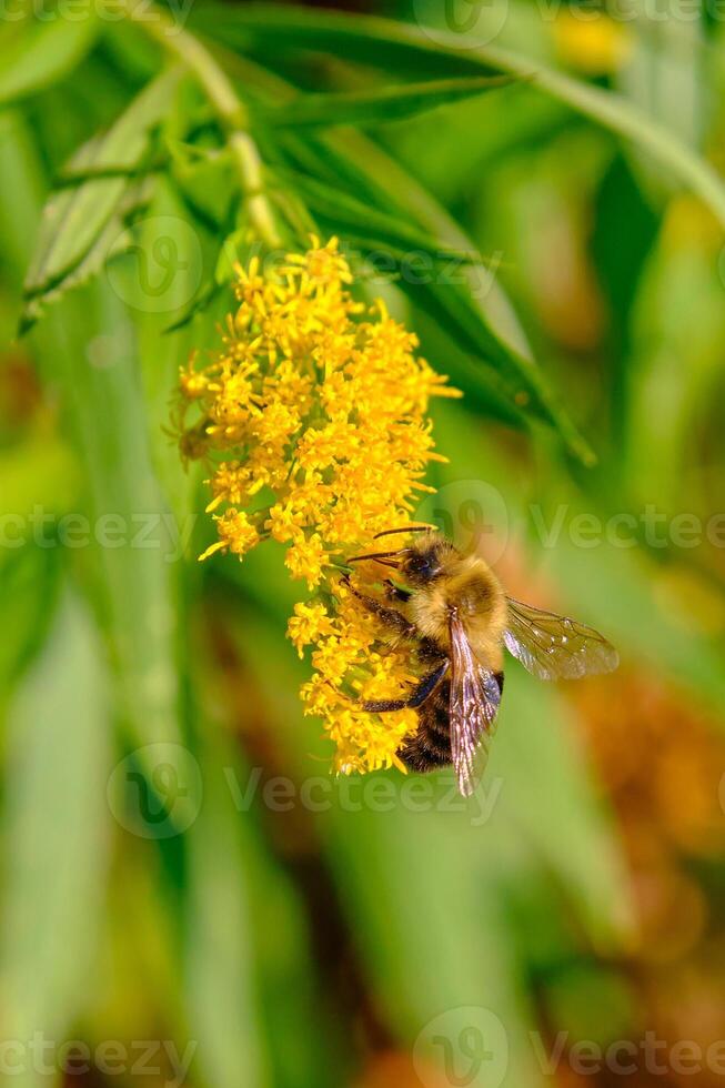 común oriental trastabillar abeja cuelga desde un vara de oro amarillo flor foto