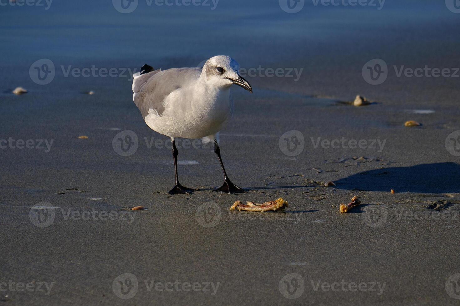 riendo gaviota a amanecer en el playa buscando para comida foto