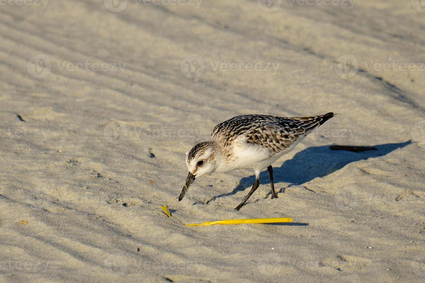 Sanderling investigates a yellow straw on the beach photo