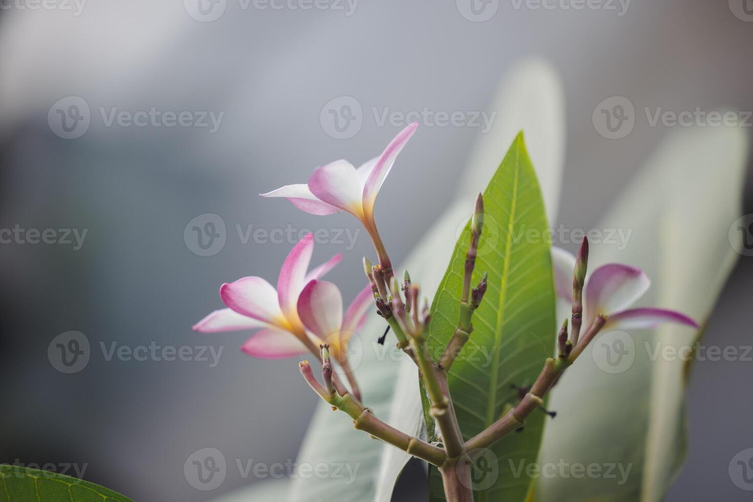 Plumeria flowers on the tree in the garden.Selective focus. a close up of a flower with a blurry background photo