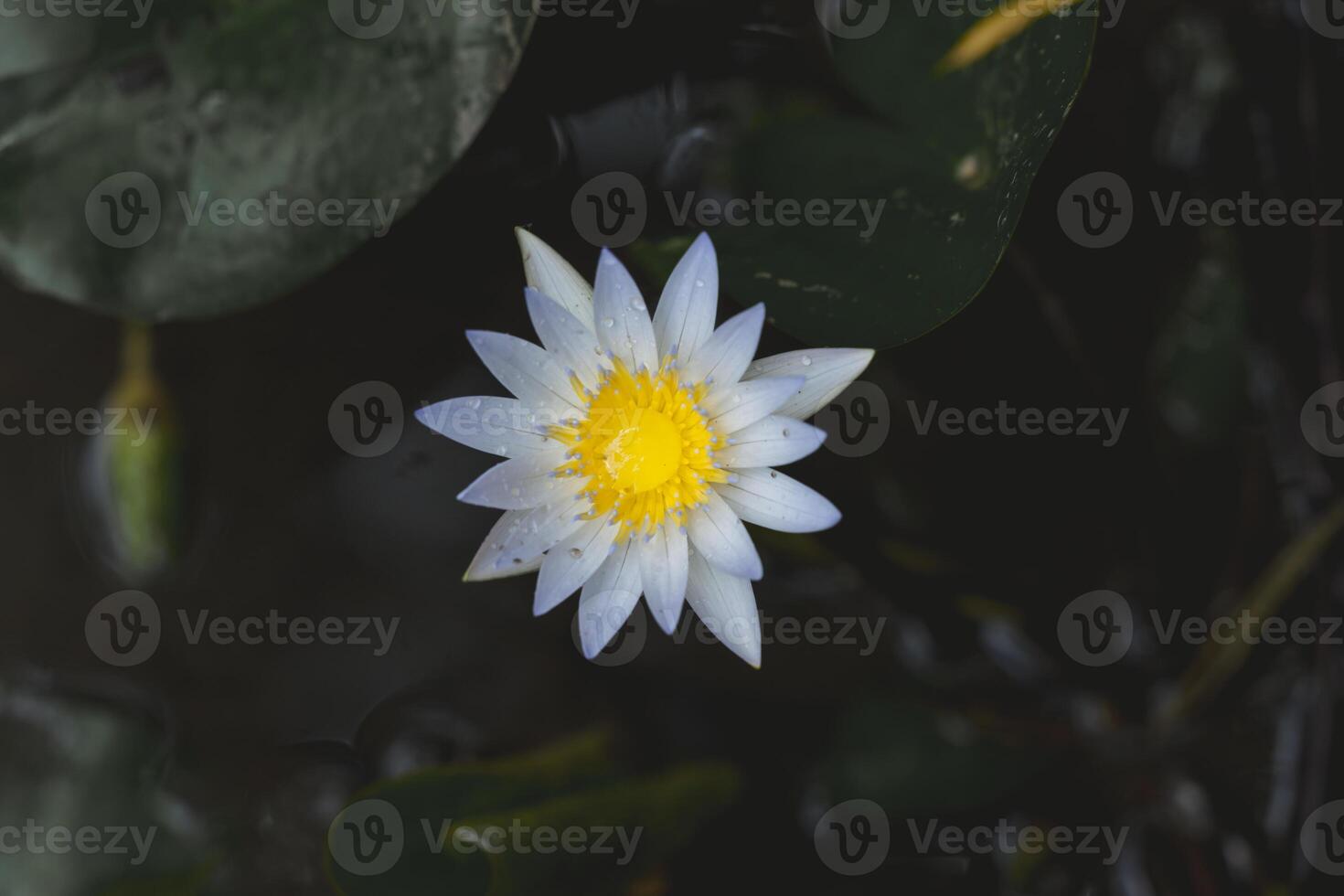 white lotus flower blooming in the pond with green leaf background photo